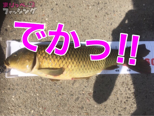 餌は食パン！はじめての鯉釣りをベイトリールで挑戦！【奈良県大和川 