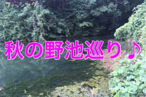 秋バス釣り