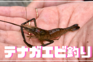 テナガエビ釣り