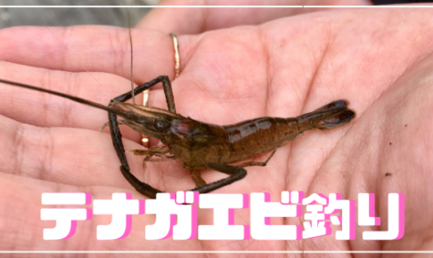 リール竿でテナガエビ釣り 仕掛けやエサなどもご紹介 京都 宇治川 まりっぺフィッシング