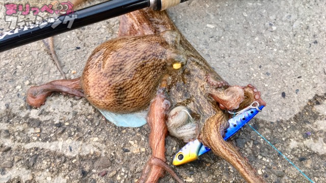 タコ釣り